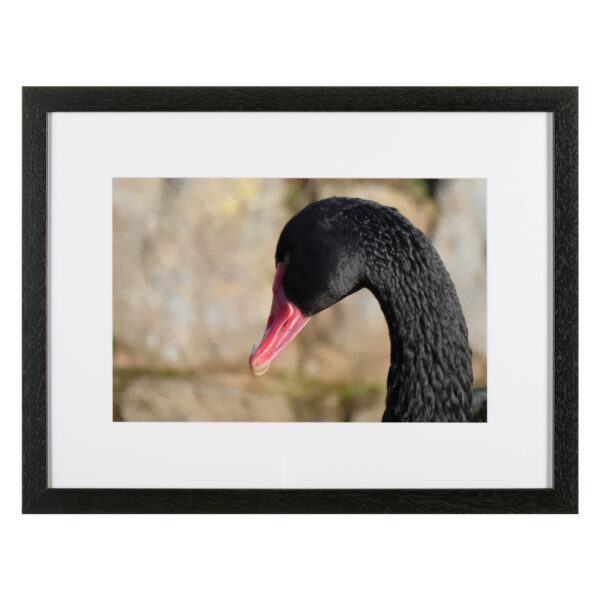 Black Swan SB