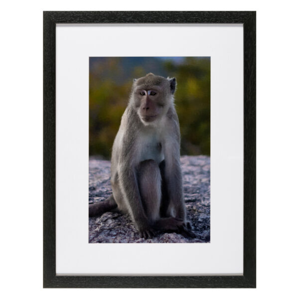 Macaque Monkey SB